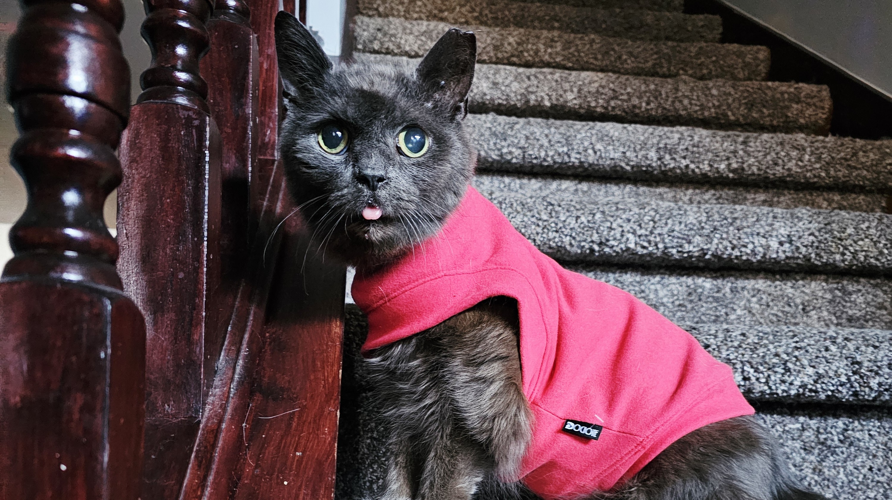 Grayson, the Big Brave Cat